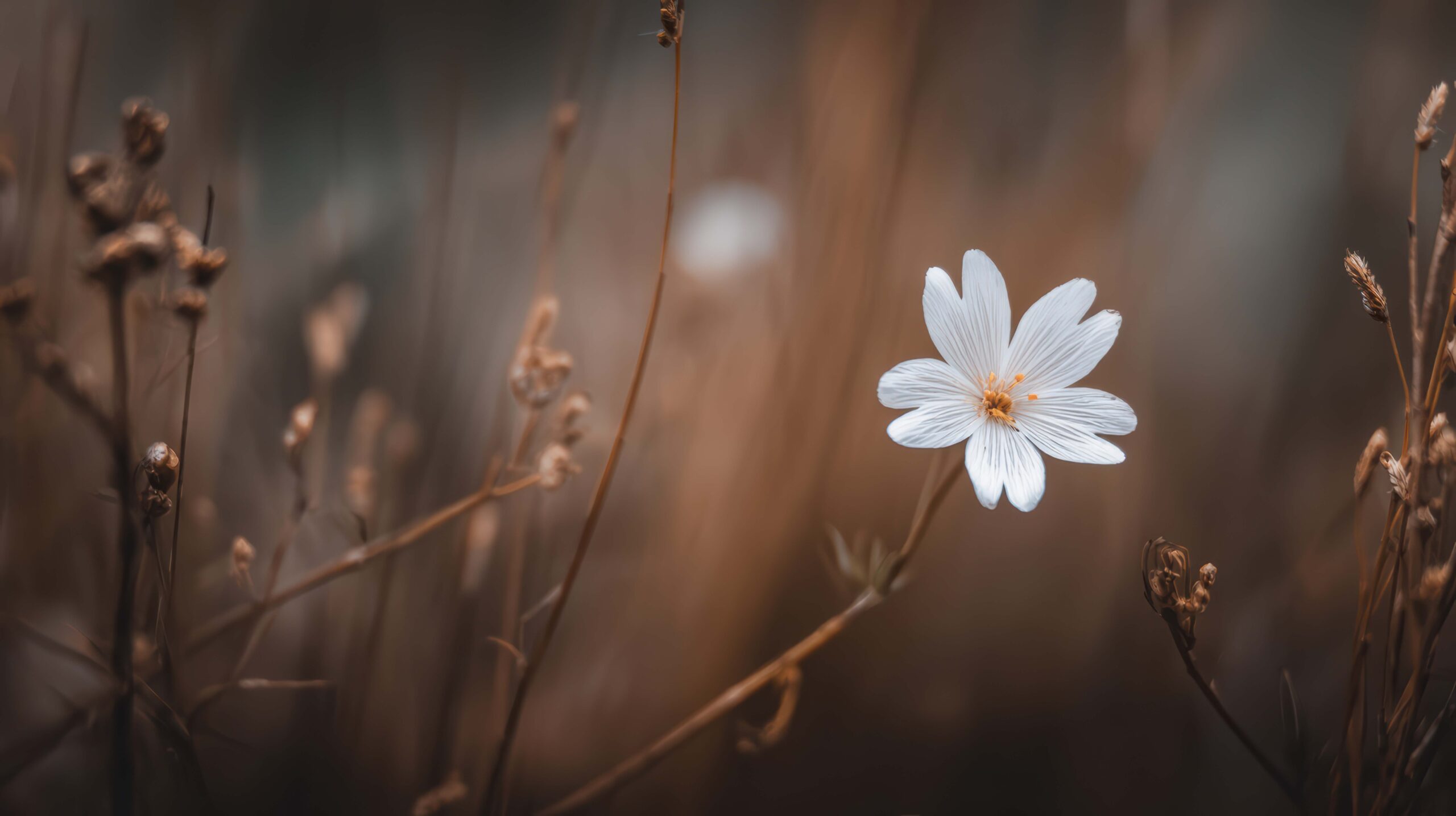 Bloem in het veld - Herdenken op een verjaardag of sterfdag